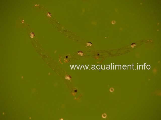 Trois larves cristal ou chaoborus SP
Larves de moustisque en groupe
Photographe: marc
Mots-clés: Chaoborus larve cristal moustique