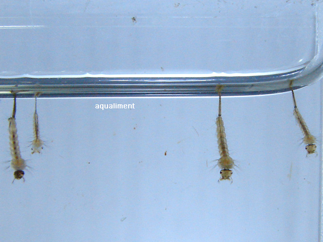 groupe de culex pipiens sous la surface
Groupe de culex pipiens sous la surface de l'eau, ils resterons dans cette position tant qu'ils ne seront pas dérangé par quoi que se soit.

Photographe: marc
Mots-clés: naissance moustique pupe larve bébé culex pipien nymphe métamorphose cycle insecte