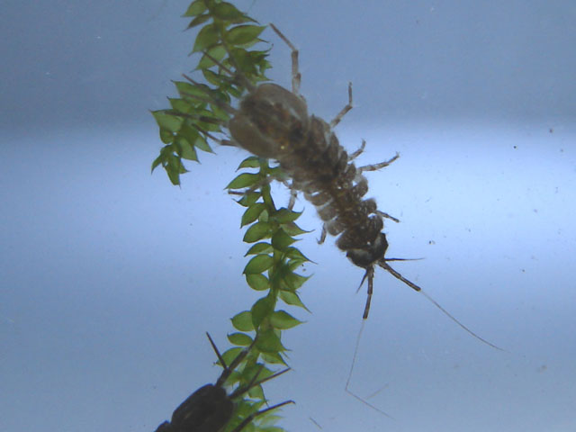 Aselle vue de dessus sur brindille
Sur ma brindille de mousse de java que j'utilise pour me déplacer dans l'aquarium, ne suis-je pas un beau mâle d'aselle ? 

Photographe: marc
Mots-clés: crustacé vivante aselle poissons proies reproduction élevage zooplancton plancton nourriture mousse java