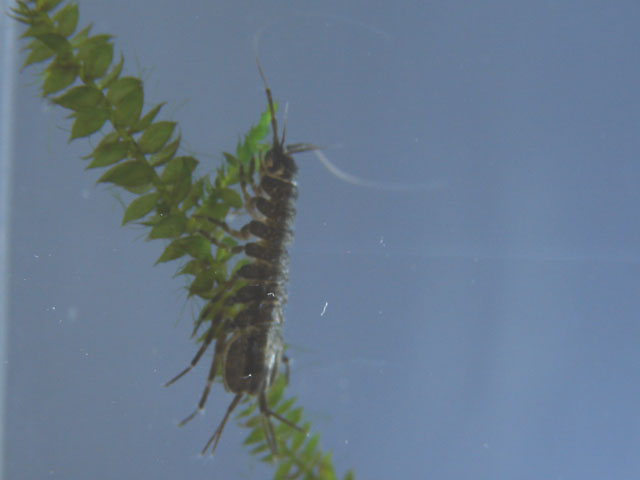 aselle sur une brindille
L'aselle mange les plantes en décomposition, elle ne touche pas aux plantes en bonne santé.

Photo prise par marc
Mots-clés: crustacé reproduction nourriture vivante aselle poissons proies zooplancton élevage plancton mousse java