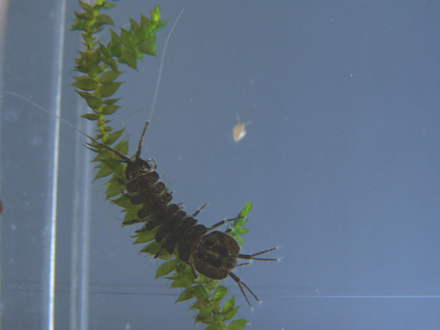 aselle sur brindille
Les aselles cohabitent parfaitement avec d'autres espèces du zooplancton comme les daphnies, tubifex, vers aquatiques ... 

Photographe: marc
Mots-clés: reproduction aselle nourriture proies vivante poissons élevage zooplancton plancton crustacé mousse java