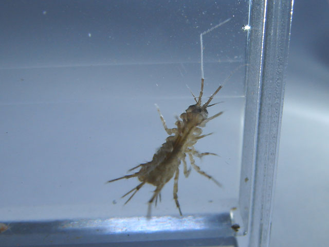 aselle vue de dessous
Je suis un mâle d'aselle et je ne possède pas de sac protégeant les petits sous mon corps. 

Photographie réalisée par: marc
Mots-clés: crustacé nourriture aselle reproduction vivante poissons élevage proies plancton zooplancton