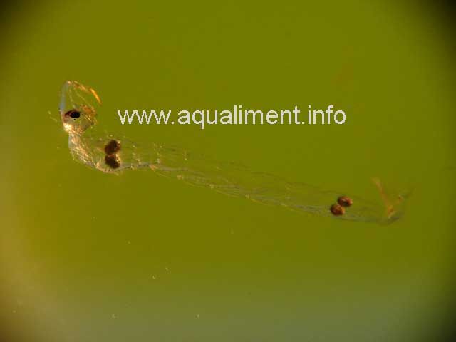 Chaoborus - larve cristal sur un fond vert
C'est une larve de moustique aquatique d'une taille de 1 centimètre.
Photographe: marc
Mots-clés: Chaoborus larve cristal moustique