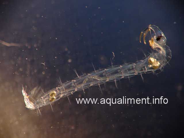 Chaoborus - larve cristal d'une taille de 1 centimètre
C'est une larve de moustique aquatique.
Photographe: marc
Mots-clés: Chaoborus larve cristal moustique