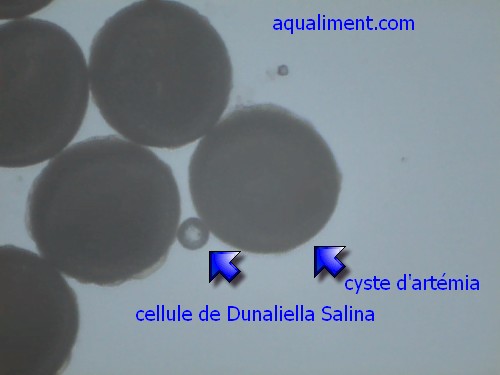 cystes d'artémias et dunalliella
Si vous connaissez la taille des oeufs d'artémias, cette photo prise au microscope vous donnera une idée de la taille des cellules d'algues de dunnaliella salina !

Photographe: puce67
Mots-clés: cyste artémias cellule dunaliella oeuf oeufs reproduction crustacé nourriture reproduction