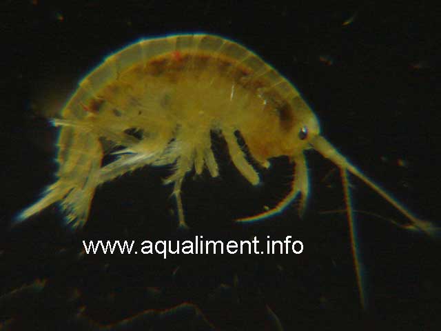 Gammare en très gros plan
Les gammares sont des crustacés qui ressemblent   de petites crevettes, ils se déplacent très rapidement, ils sont donc difficile   capturer. 

Photo: marc
Mots-clés: gammares gammarus gammare aquatique crustacé crevette reproduction élevage larve aquarium aquariophilie proie nourriture alimentation