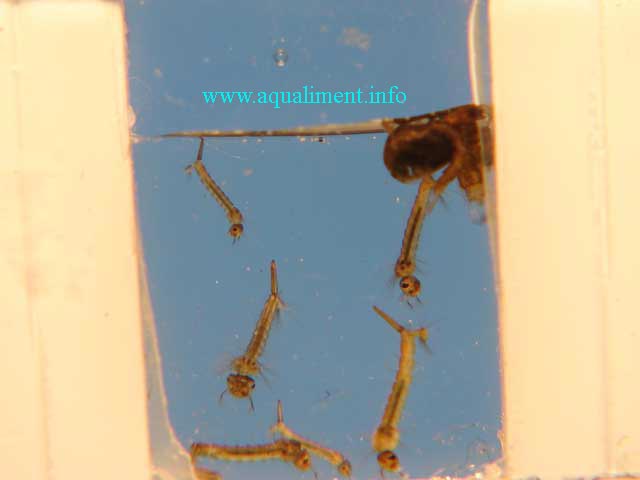 groupe de culex pipien et pupes
En haut �  droite se trouve 2 pupes de moustique en cours de métamorphose et il y a plusieurs culex pipien qui évoluent dans ce micro aquarium.
Mots-clés: pupe moustique larve bébé culex pipien métamorphose cycle naissance insecte nymphe