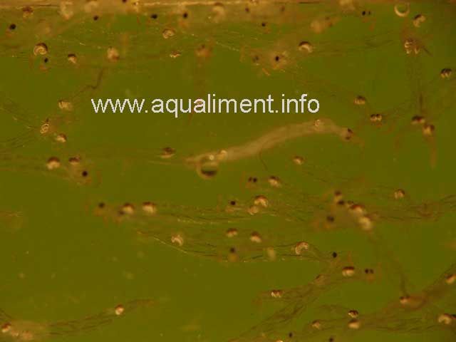 Groupe de chaoborus - larves cristal
Groupe de larves de moustique aquatique.
Photographe: marc
Mots-clés: Chaoborus larve cristal moustique