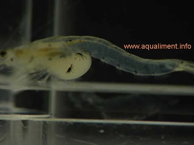 Abdomen d'une mysis
Une autre vue du ventre d'une crevette mysis qui se trouve dans un minuscule aquarium. 

Photographie réalisée par: marc
Mots-clés: mysis crevette nourriture reproduction aquariophilie zooplancton crustacé aquarium alimentation proie