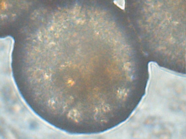 Oeuf de cyclops en très gros plan
Oeuf de cyclops photographié �  partir d'un microscope équipé d'une webcam avec un très gros grossissement. 

Photographie prise par: marc 
Mots-clés: oeufs cyclops crustacé zooplancton élevage aquarium reproduction poissons aquariophilie nourriture