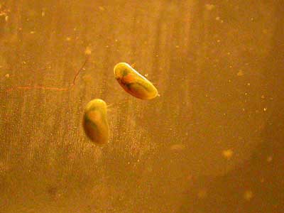 Deux ostracodes en photo
L'ostracode   la forme d'un haricot ou d'une moule comportant 2 demi coquilles qui s'entrouvent pour laisser passer les antennes et cils. 

Photographe: Notho
Mots-clés: ostracodes poissons crustacé moule aquarium nourriture reproduction aquariophilie élevage zooplancton