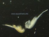 artemia-male-femelle-DSC068.jpg