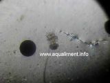 Brachionus Plicatilis à droite d'un oeuf d'artémia