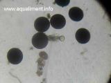 Brachionus Plicatilis à côté d'oeufs d'artémias