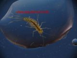 larve-lbellule-DSC00639.jpg