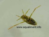 notonecte-DSC02460.jpg