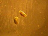 Nom du fichier=ostracode.jpg
Taille du fichier=10Ko
Dimensions : 400x300
Ajouté le : 19 Novembre 2006 ostracode.jpg