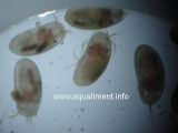 ostracodes-micro-aquarium-D.jpg
