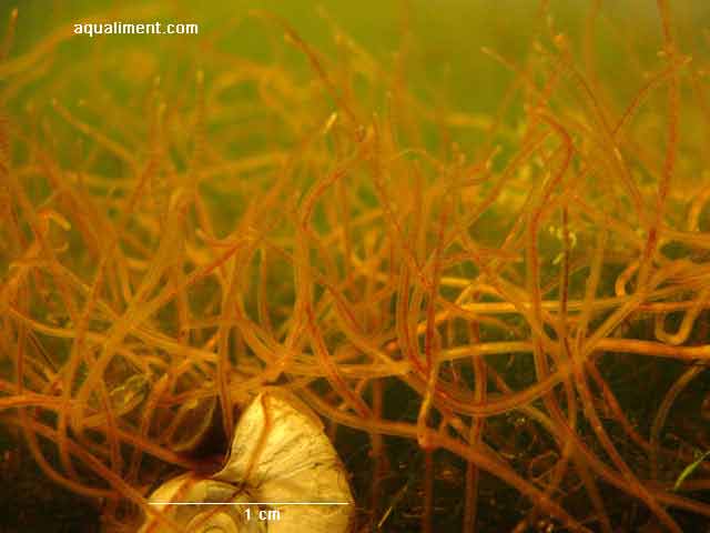 vers aquatiques en gros plan
Vers aquatiques ou lumbriculus variegatus dans leur aquarium de reproduction. La coquille d'escargot fait 1 centimètre de largueur. 

Prise de vue: marc
Mots-clés: vers aquatique ver rouge reproduction nourriture élevage poissons lumbriculus variegatus