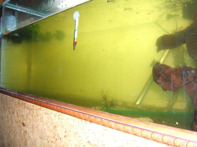 Vue d'ensemble de mon aquarium d'élevage de proies vivantes
Aquarium de 200 l contenant des daphnies, cyclops, aselles, ostracodes. Chauffé   24°, bulleur sans diffuseur dans un circuit   nouille contre les nititres et pour l'oxygénation.

