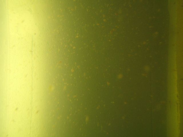 Vue de mon élevage de daphnies
Chaque point blanc c'est une daphnie, c'est l'aqua de 200 l.
