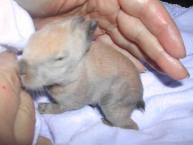 bébé lapin dans les mains
bébé lapin de 10 jours plus maigre que les autres...
