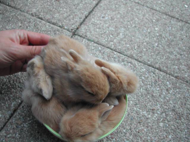 bébés lapin dans un bol
voici les 4 lapereaux dans un bol   déjeuner...   18 jours.
