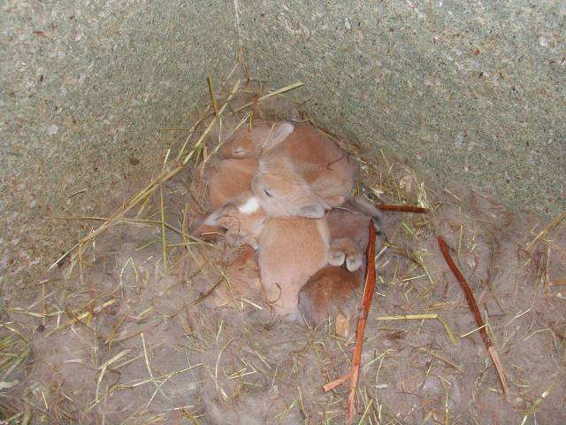 second nid lapins (photo2)
voici le second nid avec 6 bébés lapin
