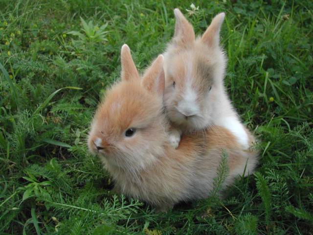 Deux bébés lapin
27 jours après...
