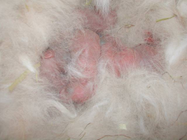 lapin bebe 1er jour
bébés lapin 1 jour après la naissance

Photo prise par puce67
