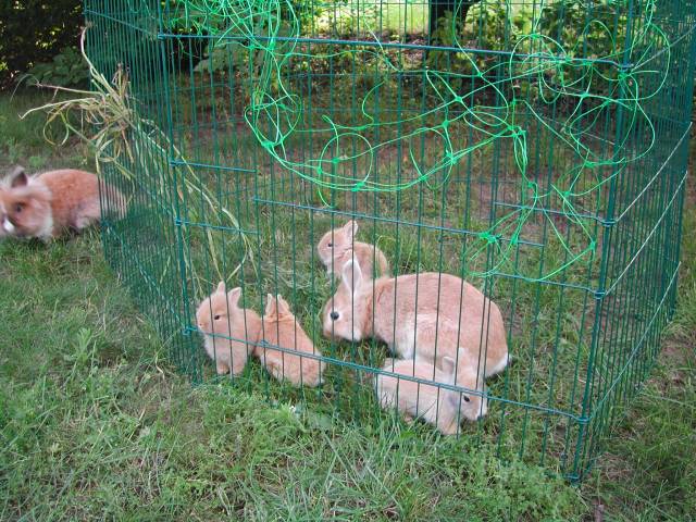 bébés lapins dans l'enclos grillagé
toute la famille 20 jours
