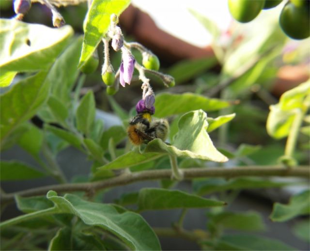 Abeille butineuse
