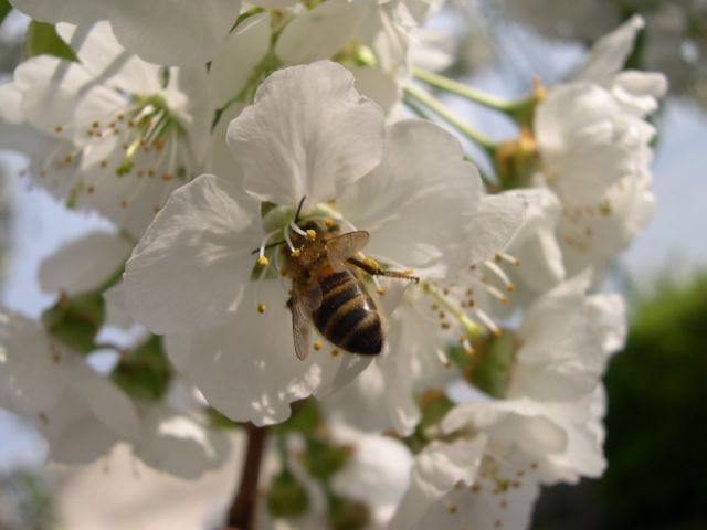 Abeille butinant une fleur de cerisier.
