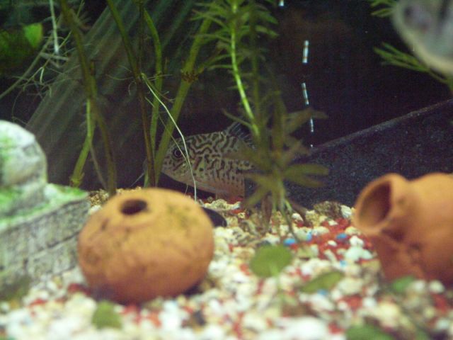 Ces corydoras sont très craintifs.
