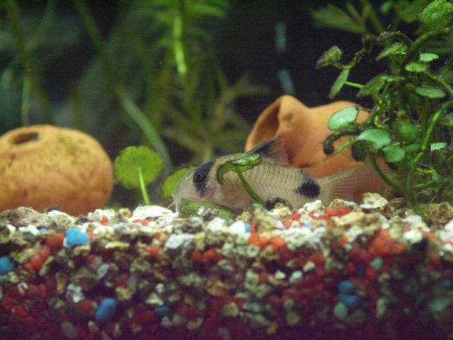 Mes corydoras pandas se montrent plus que leurs homologues léopards.
