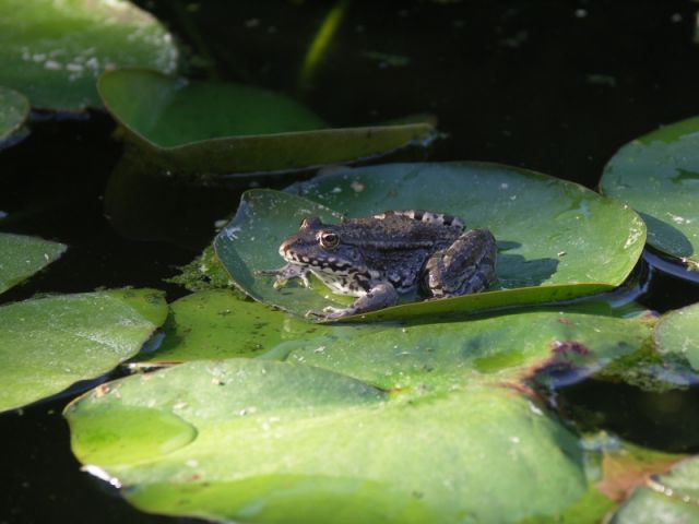 une garnouille qui bronze.
