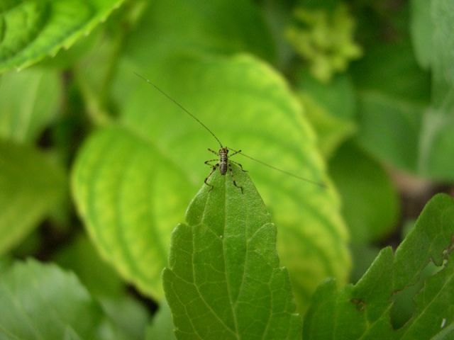 Je ne connais pas cet insecte.
