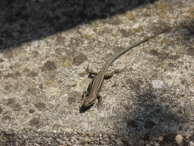 Lézard prenant un bain de soleil.
