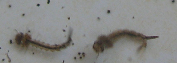 culex pipien ou larves de moustique
Ce sont deux culex pipiens qui se transformerons en pupe ou nymphe de moustique avant de devenir des moustiques volant et piquant !
Mots-clés: pupe larve moustique bébé culex pipien nymphe métamorphose cycle naissance insecte
