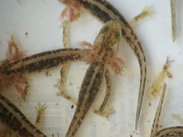 bébé Neurergus  Kaiseri
C'est une espèce d'urodèles qui appartient   la famille des Salamandridae
Photographe: J.M.T.
Mots-clés: triton tritons