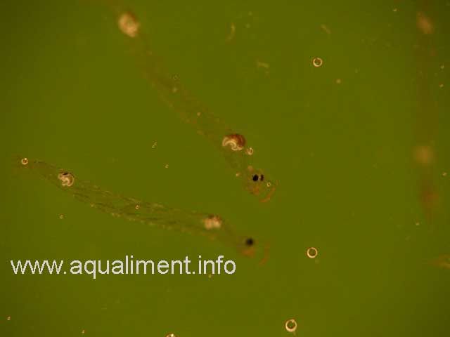 Deux larves cristal
Photographe: marc
Mots-clés: Chaoborus larve cristal moustique