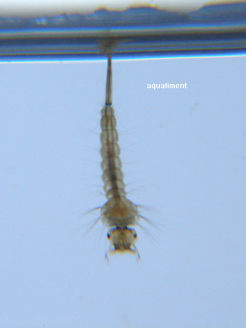 Culex pipien sous la surface de l'eau
Un culex pipien sous la surface de l'eau, c'est sa position préférée tant qu'il n'y a pas de prédateur venant le déranger.

photographe: marc
Mots-clés: pupe larve moustique bébé culex pipien nymphe métamorphose cycle naissance insecte