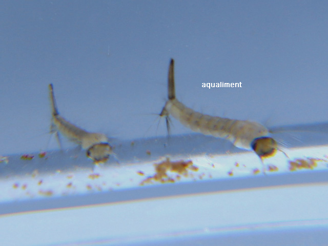 2 larves de moustique au fond de l'eau
2 larves de moustique posé au fond de l'aquarium, c'est un des stades d'une larve de moustique avant métamorphose en pupe ou nymphe.

Photographe: marc
Mots-clés: pupe larve moustique bébé métamorphose cycle naissance insecte culex pipien nymphe