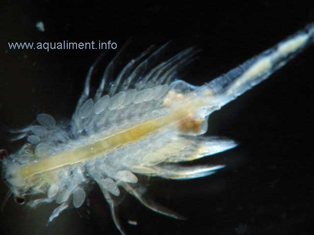 Femelle d'artémias en très gros plan
Cette femelle d'artémia faisait 1 centimètre de longueur lors de cette prise de vue. 

Photographie réalisée par marc dans un micro aquarium 
Mots-clés: artemia femelle artemias femelle oeufs crevette cyste nourriture zooplancton crustacé