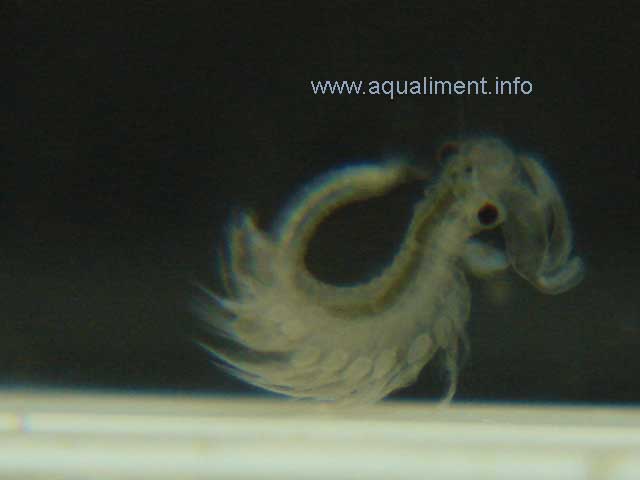 Artémia mâle dans une pose peu ordinaire
Une autre photo d'artémia mâle prenant une pose peu ordinaire, c'est un crustacé qui vit uniquement en eau salée. 

Photographe: marc
Mots-clés: artemia souplesse artemias male nourriture crustacé zooplancton élevage reproduction