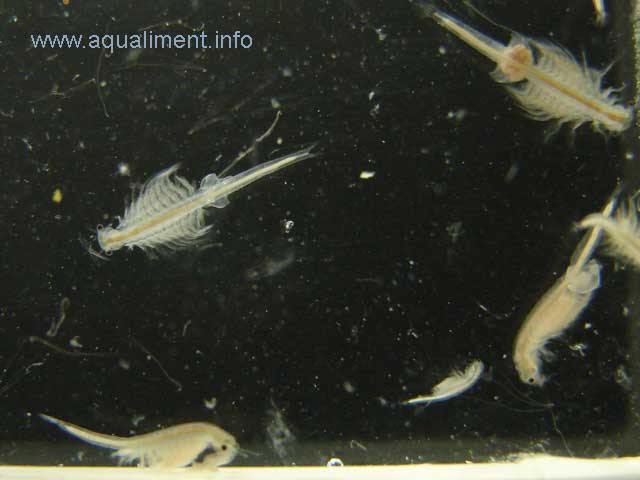 Groupe d'artémias
Cette photo a été prise dans un petit aquarium, les artémias salina évoluent dans tous les sens. 

Photographie prise par marc
Mots-clés: groupe artémias artemia artémias artemias femelle mâle male nourriture zooplancton crustacé