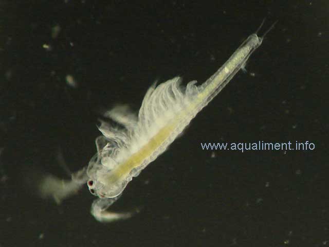 Bébé artémia de quelques jours
Ce bébé artémia faisait 1 millimètre lors de la prise de vue qui a été faite sur une lame de verre de microscope. 

Photo: marc
Mots-clés: artémia artémias bébé artemia jeune artemias naupplii reproduction zooplancton nauplius crustacé nauplie