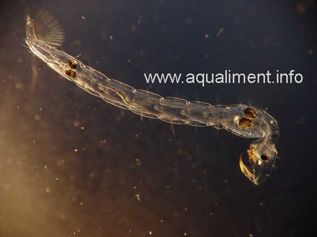 Chaoborus ou  larve cristal
Sa taille est d'environ 1 centimètre.
Photographe: marc
Mots-clés: Chaoborus larve cristal moustique