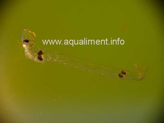Chaoborus - larve cristal sur un fond vert
C'est une larve de moustique aquatique d'une taille de 1 centimètre.
Photographe: marc
Mots-clés: Chaoborus larve cristal moustique