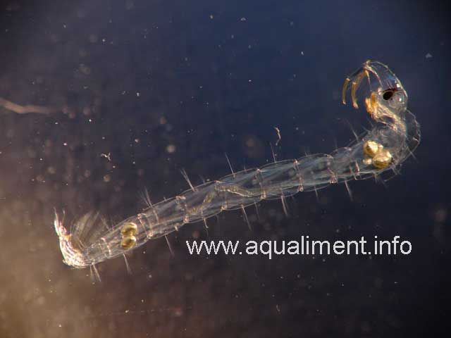 Chaoborus - larve cristal d'une taille de 1 centimètre
C'est une larve de moustique aquatique.
Photographe: marc
Mots-clés: Chaoborus larve cristal moustique